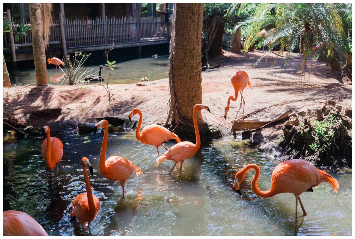 flamingos at palm beach zoo wedding