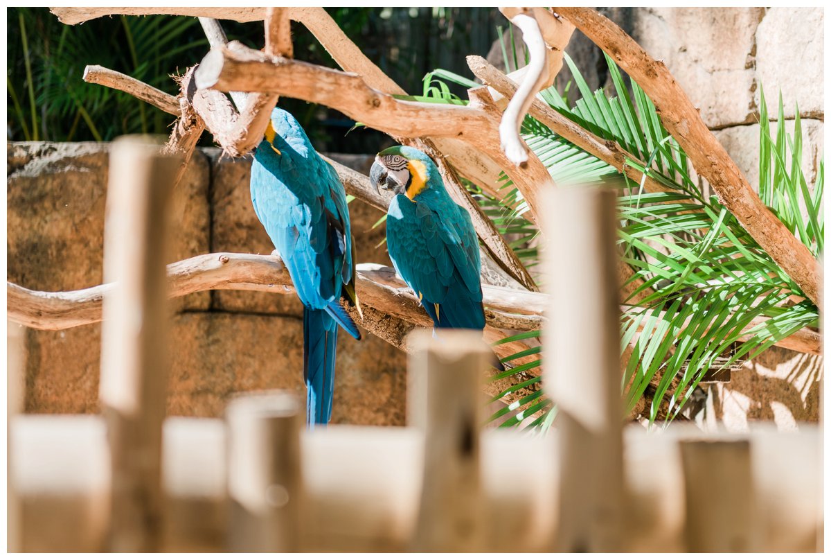 palm beach zoo wedding animals