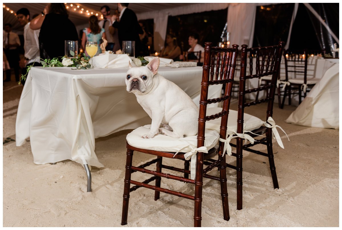 A french bulldog at a wedding reception in islamorada