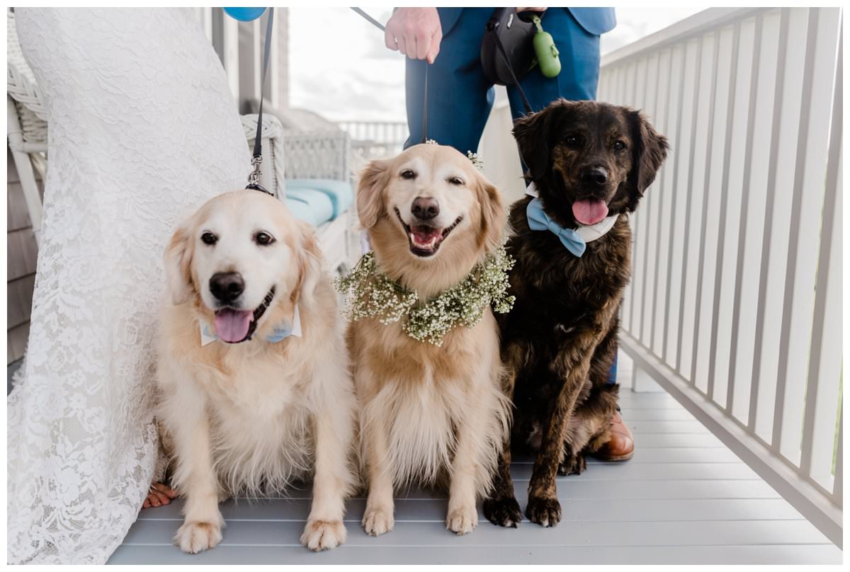 dogs at a wedding on the gurnet