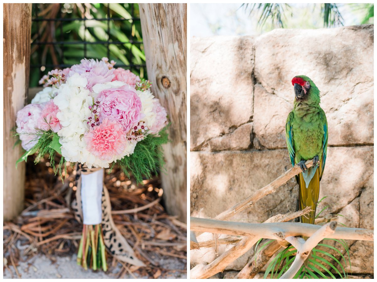 bridal bouquet and animal at zoo